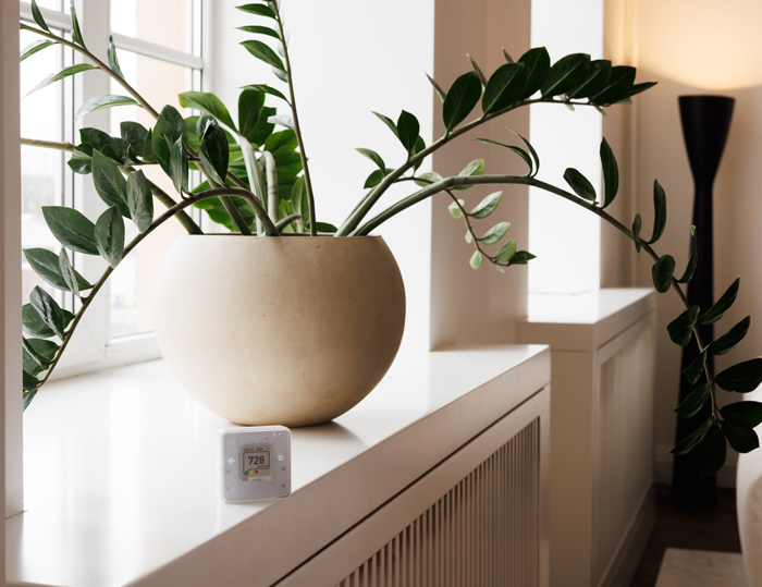 A plant on a window ledge